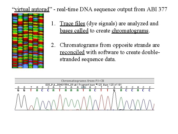 “virtual autorad” - real-time DNA sequence output from ABI 377 1. Trace files (dye