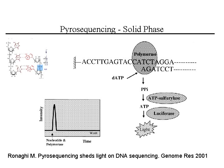 Pyrosequencing - Solid Phase Ronaghi M. Pyrosequencing sheds light on DNA sequencing. Genome Res