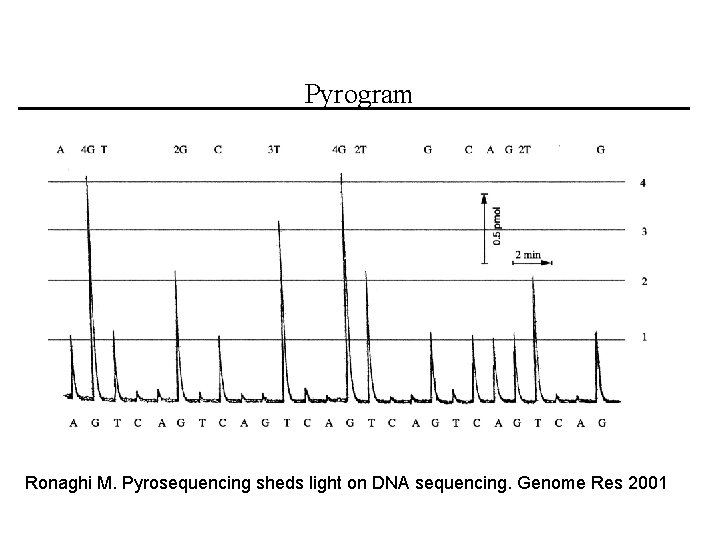 Pyrogram Ronaghi M. Pyrosequencing sheds light on DNA sequencing. Genome Res 2001 