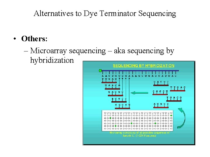 Alternatives to Dye Terminator Sequencing • Others: – Microarray sequencing – aka sequencing by