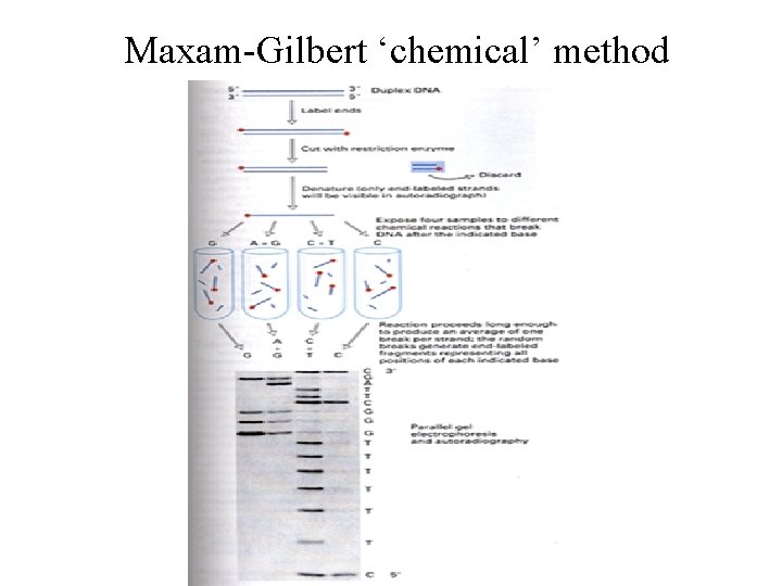 Maxam-Gilbert ‘chemical’ method 