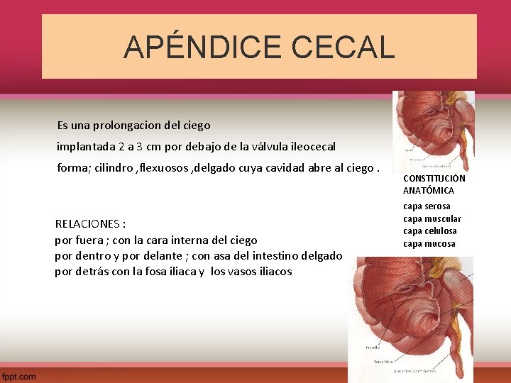 APÉNDICE CECAL Es una prolongacion del ciego implantada 2 a 3 cm por debajo