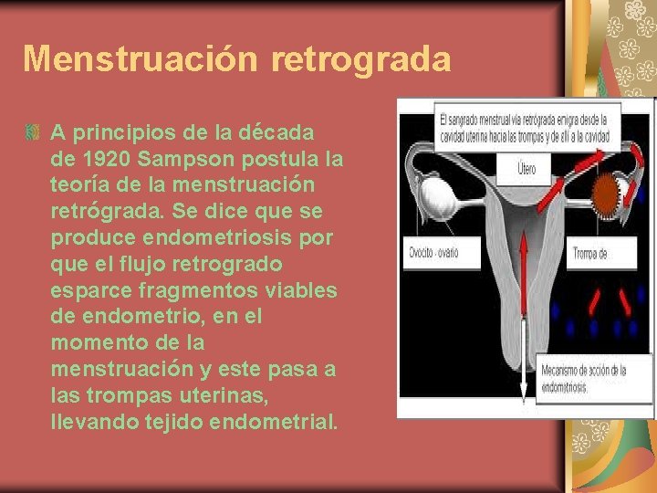 Menstruación retrograda A principios de la década de 1920 Sampson postula la teoría de