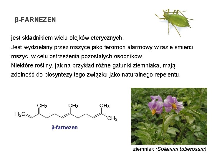 β-FARNEZEN jest składnikiem wielu olejków eterycznych. Jest wydzielany przez mszyce jako feromon alarmowy w