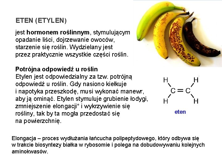 ETEN (ETYLEN) jest hormonem roślinnym, stymulującym hormonem roślinnym opadanie liści, dojrzewanie owoców, starzenie się