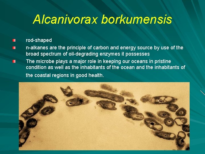 Alcanivorax borkumensis rod-shaped n-alkanes are the principle of carbon and energy source by use