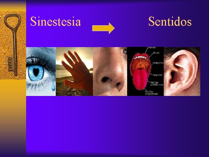 Sinestesia Sentidos 