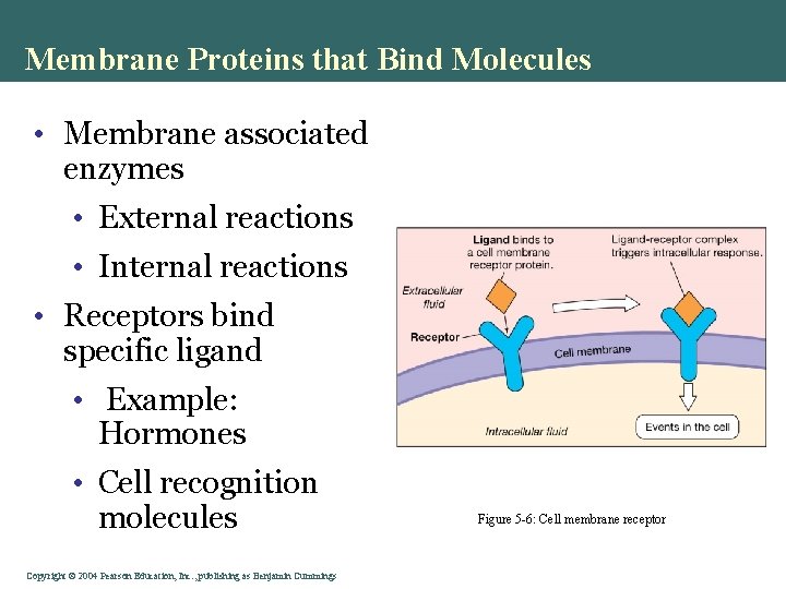 Membrane Proteins that Bind Molecules • Membrane associated enzymes • External reactions • Internal