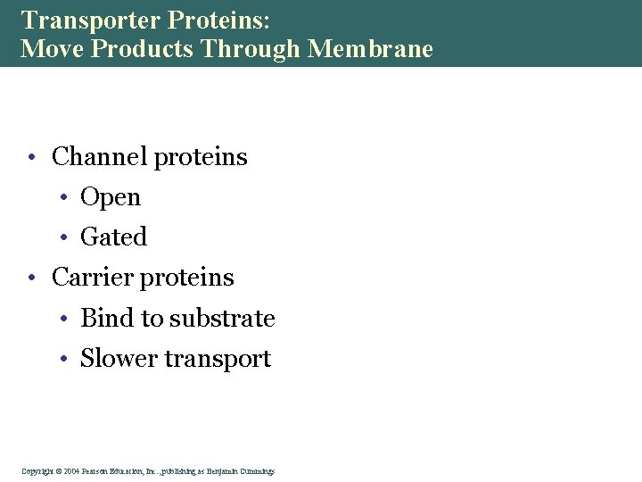 Transporter Proteins: Move Products Through Membrane • Channel proteins • Open • Gated •