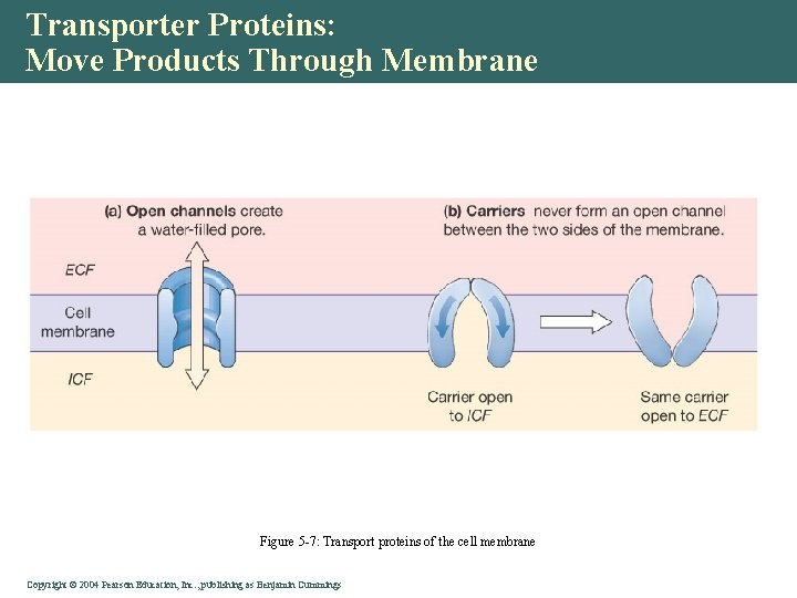 Transporter Proteins: Move Products Through Membrane Figure 5 -7: Transport proteins of the cell