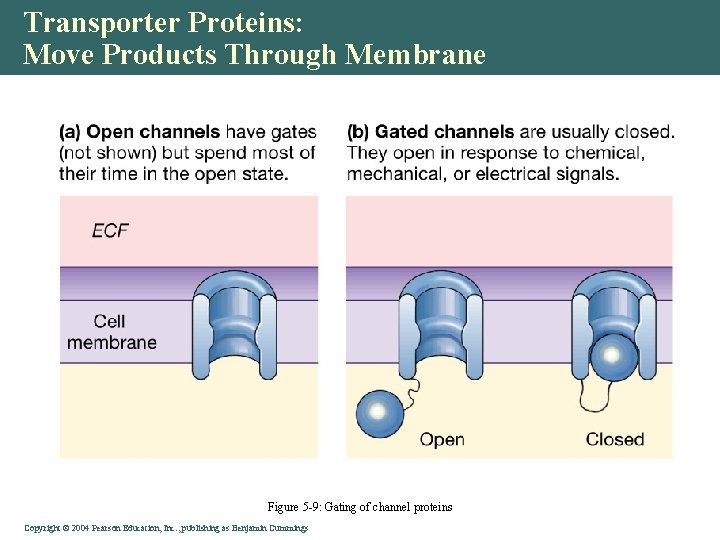 Transporter Proteins: Move Products Through Membrane Figure 5 -9: Gating of channel proteins Copyright©©