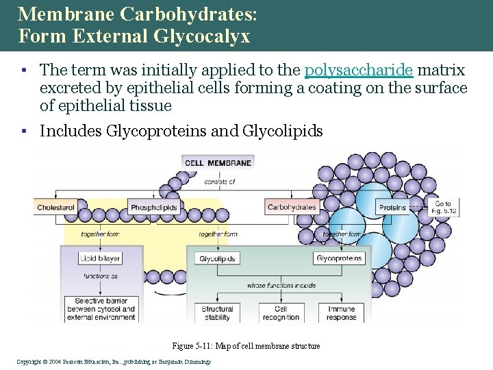 Membrane Carbohydrates: Form External Glycocalyx • The term was initially applied to the polysaccharide