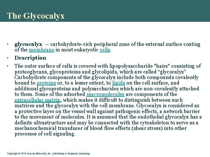 The Glycocalyx • glycocalyx — carbohydrate-rich peripheral zone of the external surface coating of