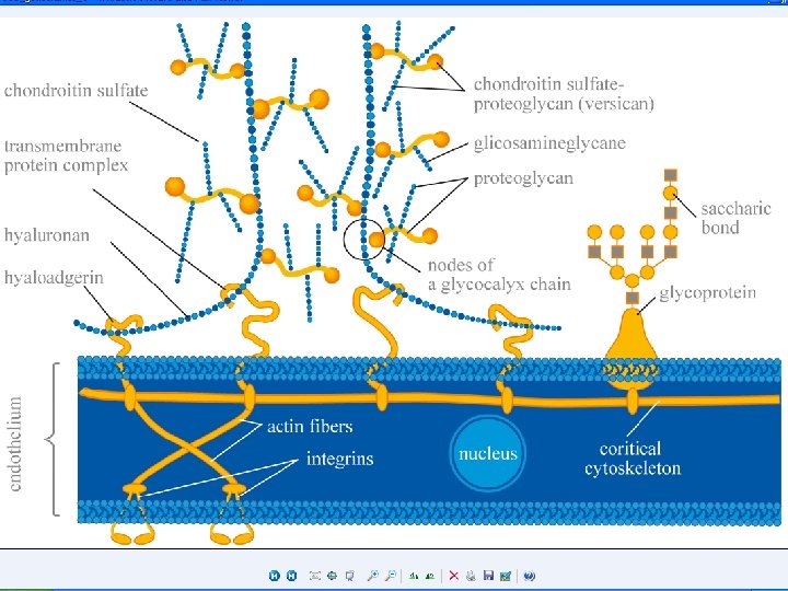Copyright©© 2004 Pearson. Education, Inc. , publishingas as. Benjamin. Cummings 