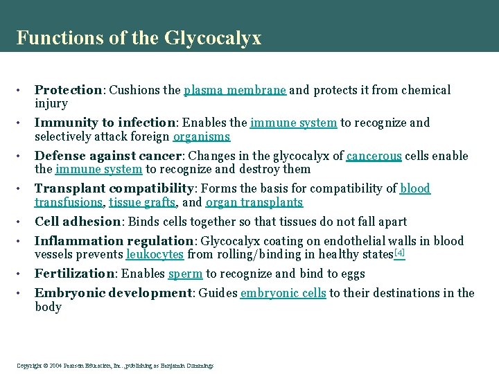 Functions of the Glycocalyx • Protection: Cushions the plasma membrane and protects it from