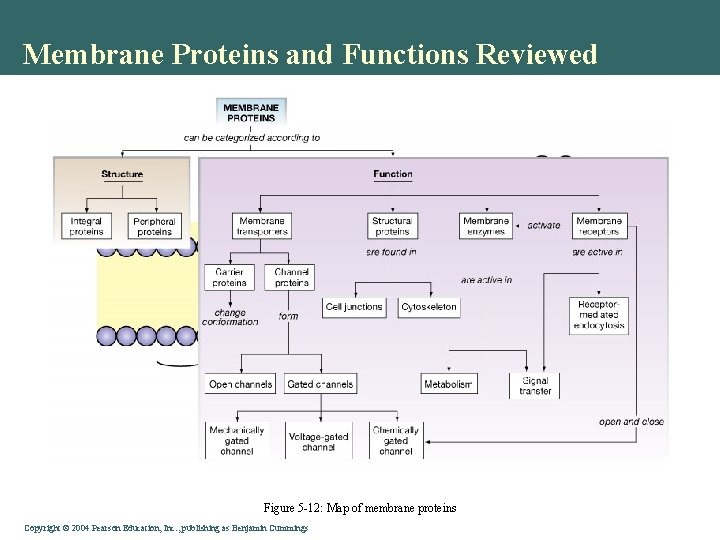 Membrane Proteins and Functions Reviewed Figure 5 -12: Map of membrane proteins Copyright©© 2004