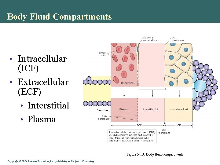 Body Fluid Compartments • Intracellular (ICF) • Extracellular (ECF) • Interstitial • Plasma Figure