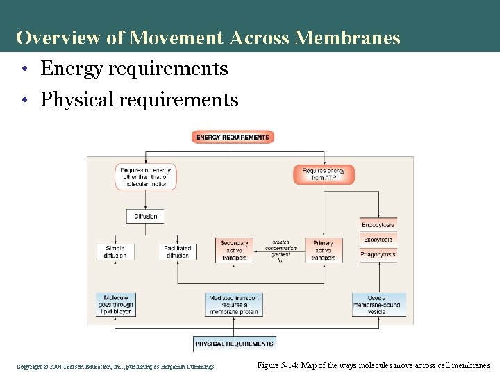 Overview of Movement Across Membranes • Energy requirements • Physical requirements Copyright©© 2004 Pearson.