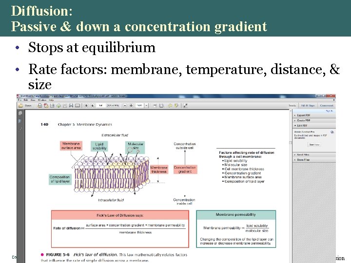 Diffusion: Passive & down a concentration gradient • Stops at equilibrium • Rate factors: