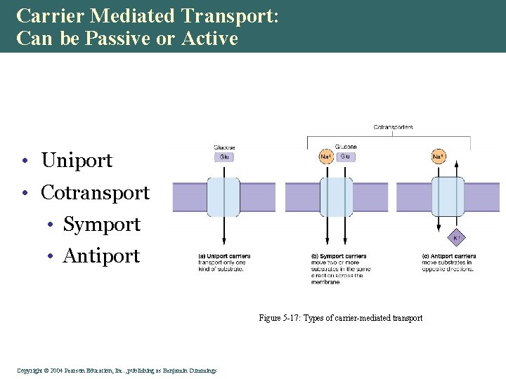 Carrier Mediated Transport: Can be Passive or Active • Uniport • Cotransport • Symport