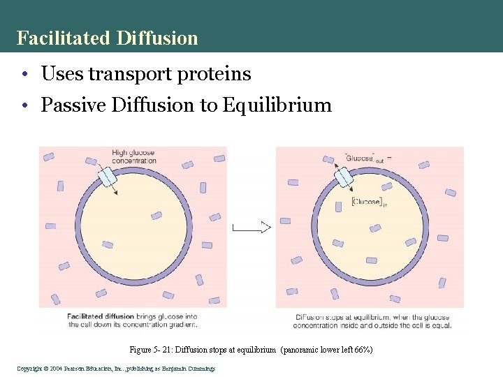 Facilitated Diffusion • Uses transport proteins • Passive Diffusion to Equilibrium Figure 5 -