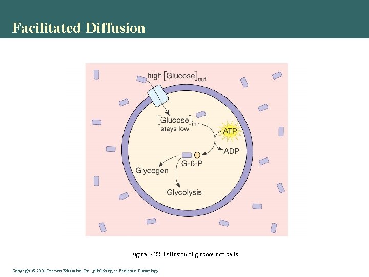 Facilitated Diffusion Figure 5 -22: Diffusion of glucose into cells Copyright©© 2004 Pearson. Education,