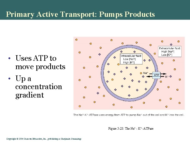 Primary Active Transport: Pumps Products • Uses ATP to move products • Up a