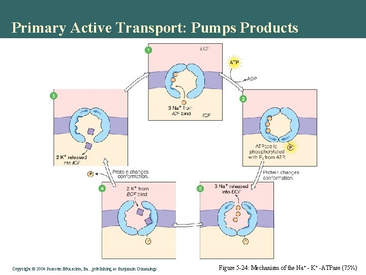 Primary Active Transport: Pumps Products Copyright©© 2004 Pearson. Education, Inc. , publishingas as. Benjamin.