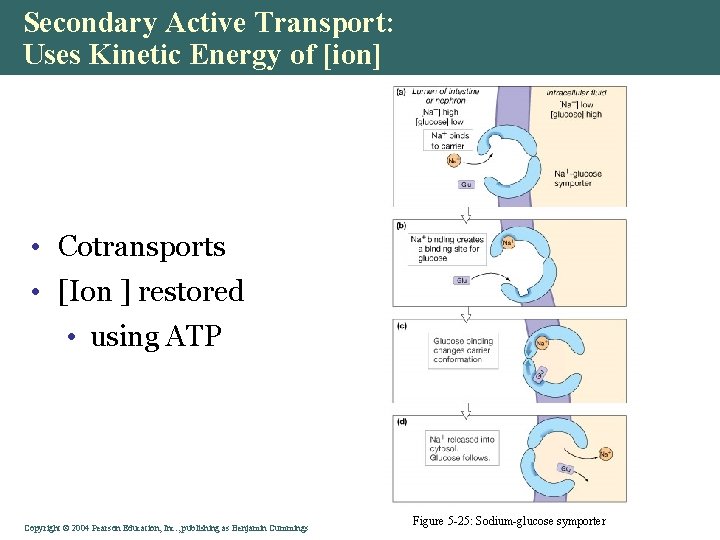 Secondary Active Transport: Uses Kinetic Energy of [ion] • Cotransports • [Ion ] restored