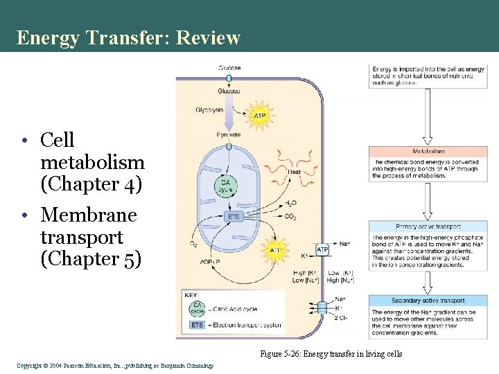 Energy Transfer: Review • Cell metabolism (Chapter 4) • Membrane transport (Chapter 5) Figure