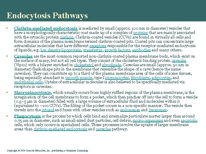 Endocytosis Pathways • Clathrin-mediated endocytosis is mediated by small (approx. 100 nm in diameter)