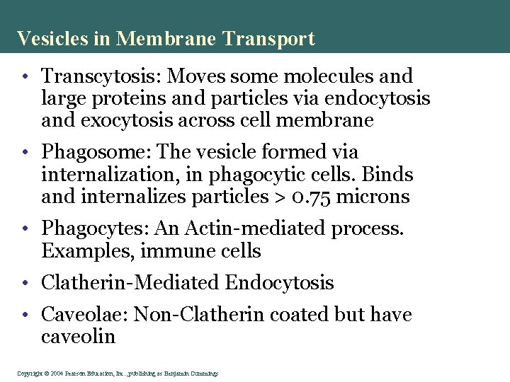 Vesicles in Membrane Transport • Transcytosis: Moves some molecules and large proteins and particles