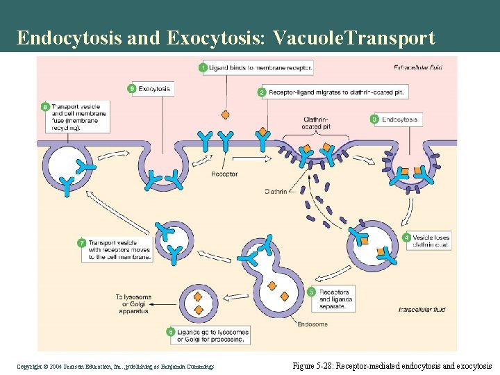 Endocytosis and Exocytosis: Vacuole. Transport Copyright©© 2004 Pearson. Education, Inc. , publishingas as. Benjamin.