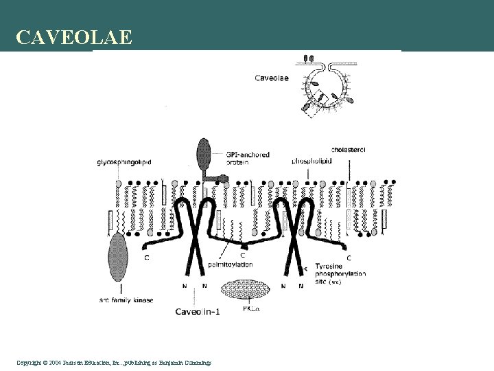 CAVEOLAE Copyright©© 2004 Pearson. Education, Inc. , publishingas as. Benjamin. Cummings 