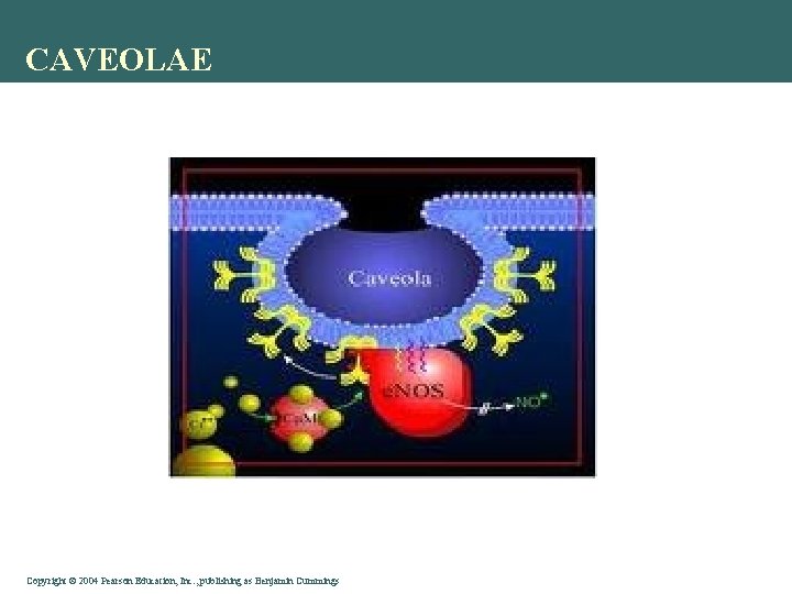 CAVEOLAE Copyright©© 2004 Pearson. Education, Inc. , publishingas as. Benjamin. Cummings 