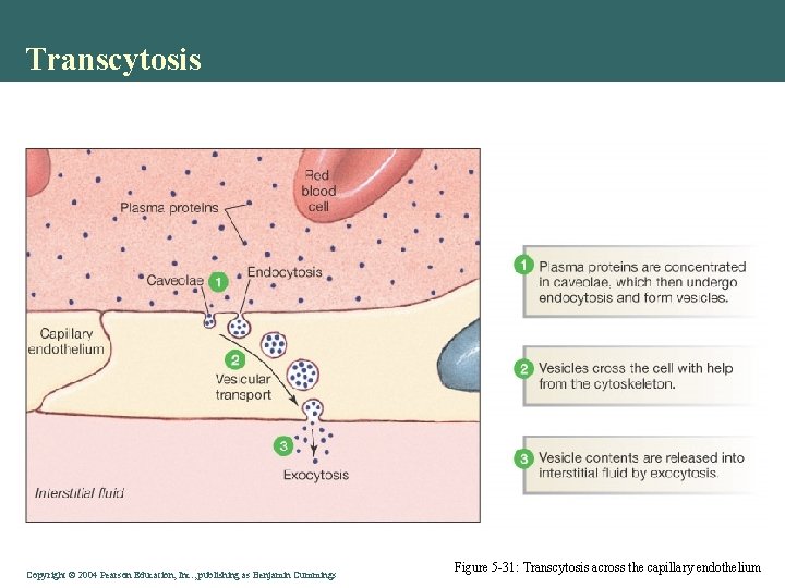 Transcytosis Copyright©© 2004 Pearson. Education, Inc. , publishingas as. Benjamin. Cummings Figure 5 -31: