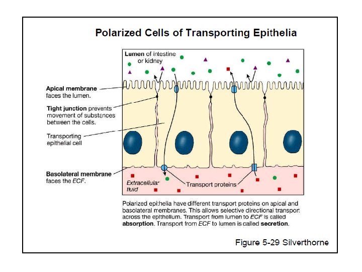 Copyright©© 2004 Pearson. Education, Inc. , publishingas as. Benjamin. Cummings 