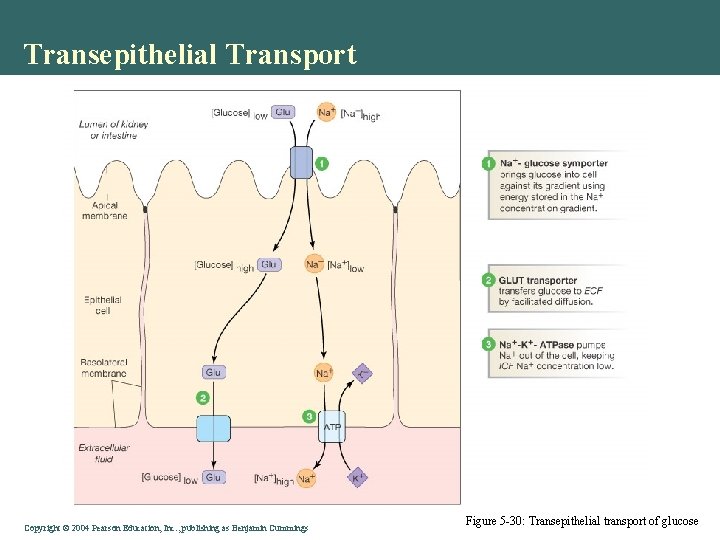 Transepithelial Transport Copyright©© 2004 Pearson. Education, Inc. , publishingas as. Benjamin. Cummings Figure 5
