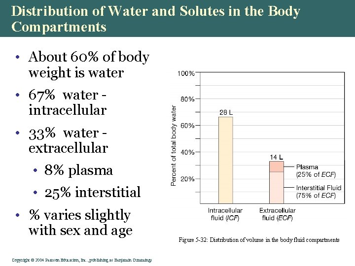 Distribution of Water and Solutes in the Body Compartments • About 60% of body