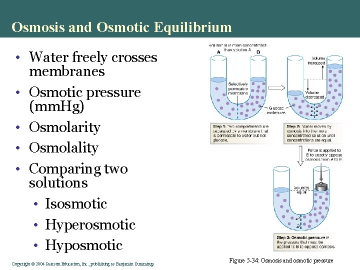 Osmosis and Osmotic Equilibrium • Water freely crosses membranes • Osmotic pressure (mm. Hg)