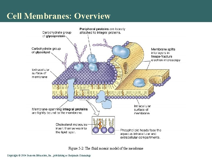 Cell Membranes: Overview Figure 5 -2: The fluid mosaic model of the membrane Copyright©©