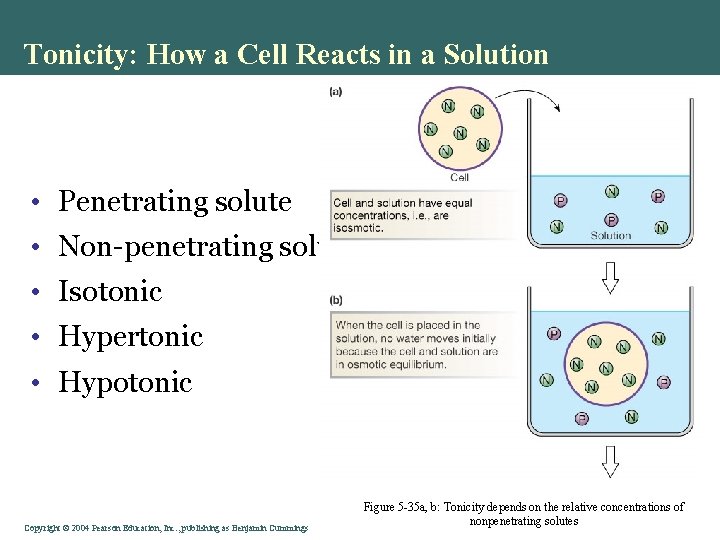 Tonicity: How a Cell Reacts in a Solution • Penetrating solute • Non-penetrating solute