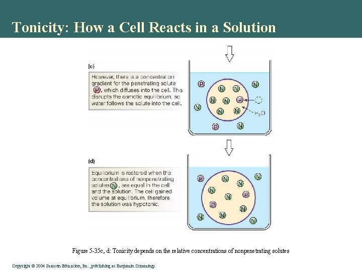 Tonicity: How a Cell Reacts in a Solution Figure 5 -35 c, d: Tonicity