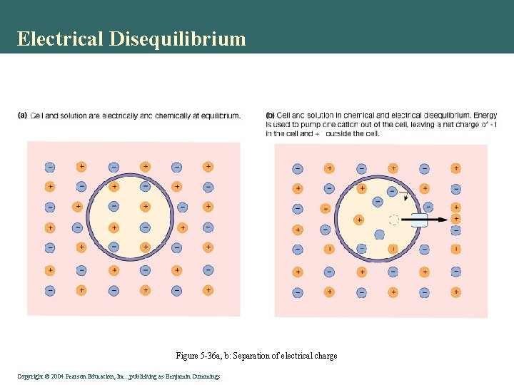 Electrical Disequilibrium Figure 5 -36 a, b: Separation of electrical charge Copyright©© 2004 Pearson.