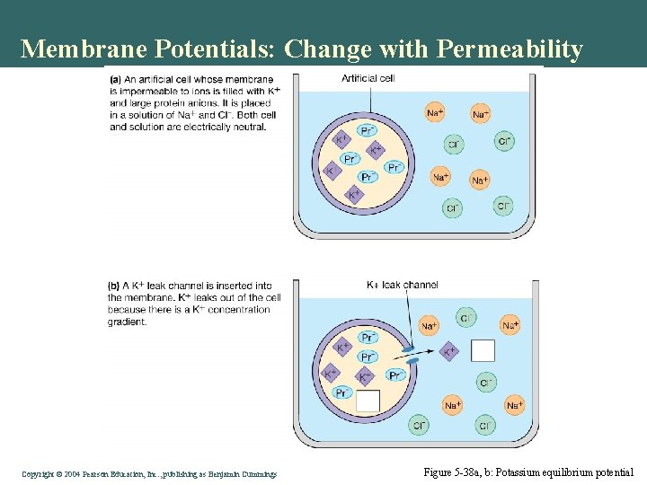 Membrane Potentials: Change with Permeability Copyright©© 2004 Pearson. Education, Inc. , publishingas as. Benjamin.