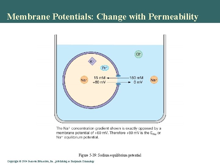 Membrane Potentials: Change with Permeability Figure 5 -39: Sodium equilibrium potential Copyright©© 2004 Pearson.