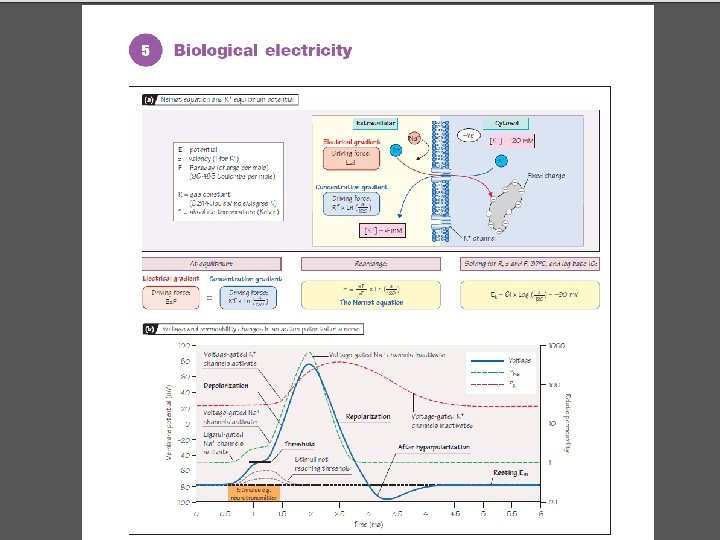 Copyright©© 2004 Pearson. Education, Inc. , publishingas as. Benjamin. Cummings 