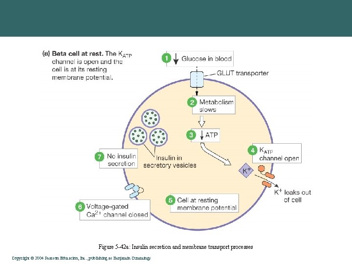 Figure 5 -42 a: Insulin secretion and membrane transport processes Copyright©© 2004 Pearson. Education,