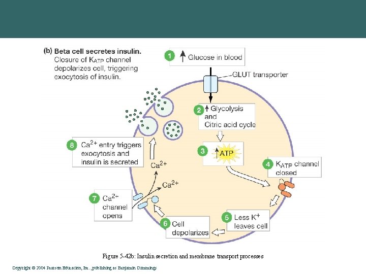Figure 5 -42 b: Insulin secretion and membrane transport processes Copyright©© 2004 Pearson. Education,