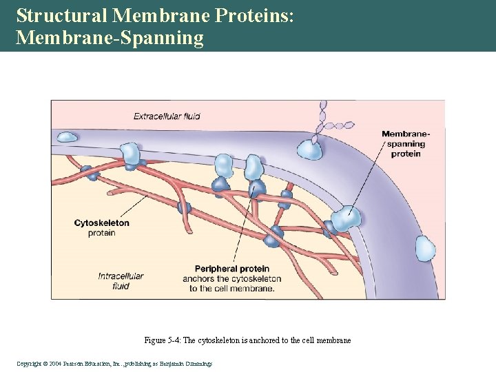 Structural Membrane Proteins: Membrane-Spanning Figure 5 -4: The cytoskeleton is anchored to the cell